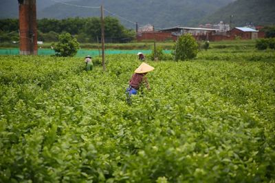 专业村引领区域振兴，长乐友爱、溪湄、桃源与南平经济协作谱新篇